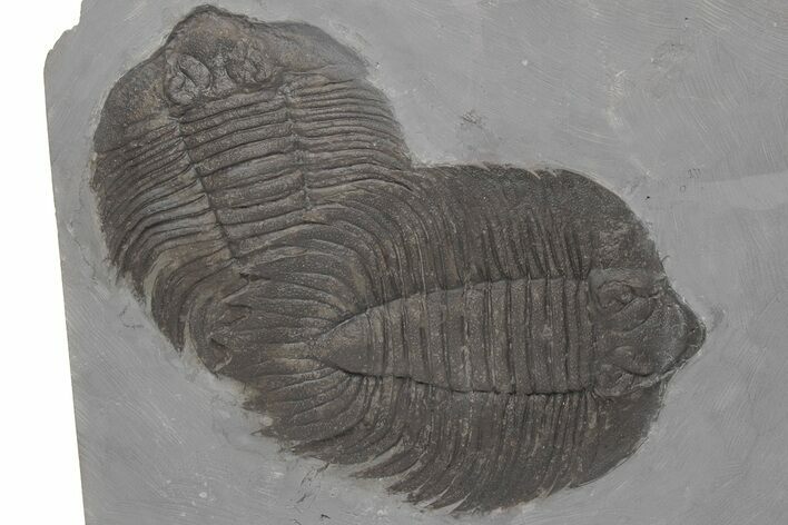 Killer, Double Arctinurus Trilobite Plate - Middleport, New York #219930
